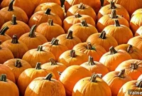 Fall Fun & Food: 5 Nourishing Soups to Try This Season