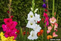 Get 25 Free Flowering Shrubs with a $10 Arbor Day Donation