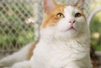 Coco the Cat: Celebrate Caturday with Cute Photos and Fun Facts