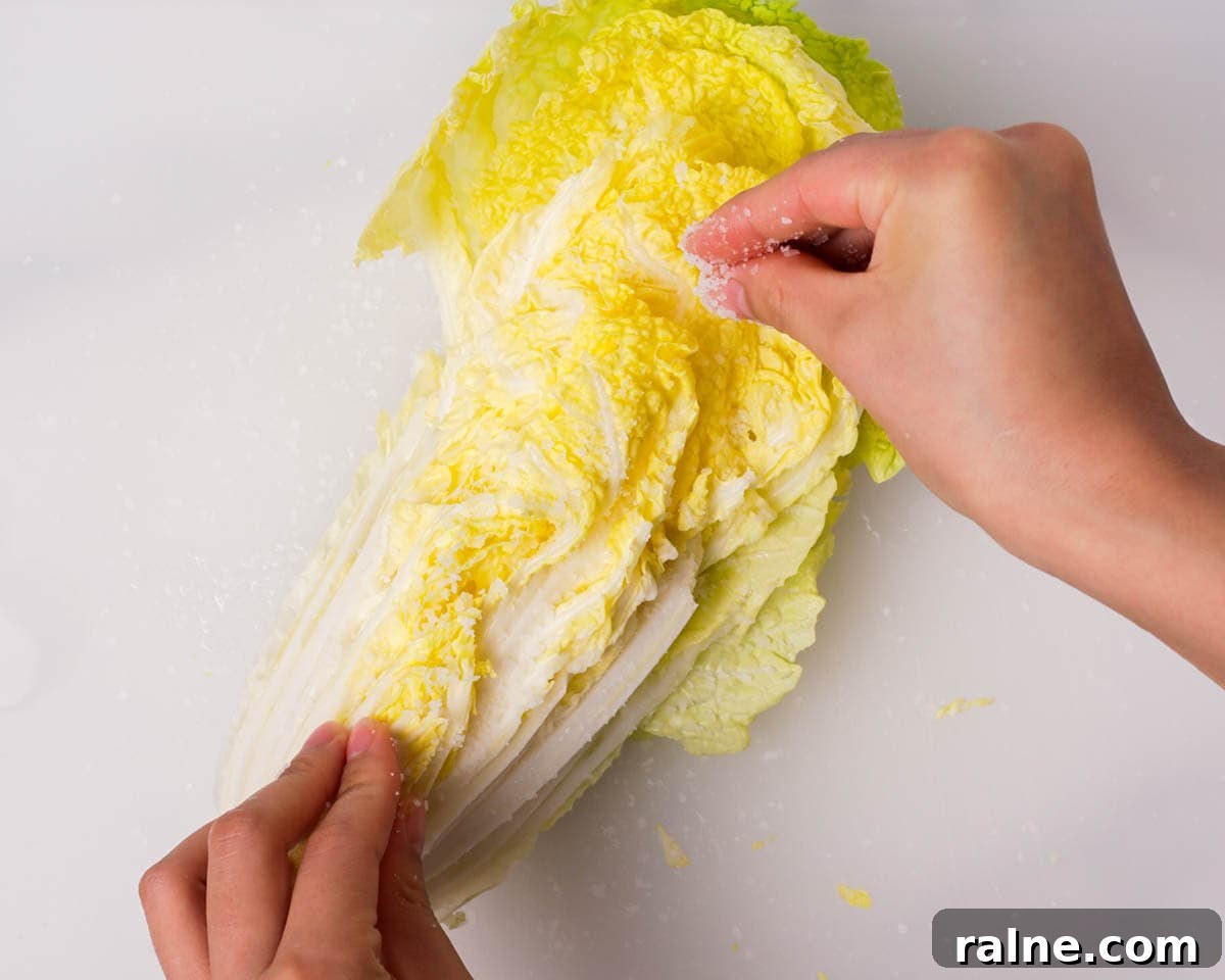 Napa Cabbage Kimchi Recipe: Authentic Homemade Kimchi Guide 13 Sprinkling salt on napa cabbage.