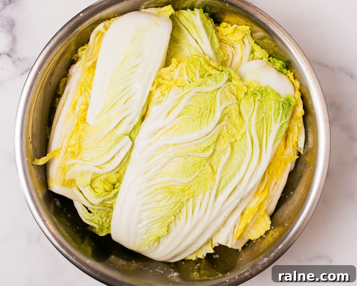 Napa Cabbage Kimchi Recipe: Authentic Homemade Kimchi Guide 16 Nappa cabage salted and stacked in bowl.