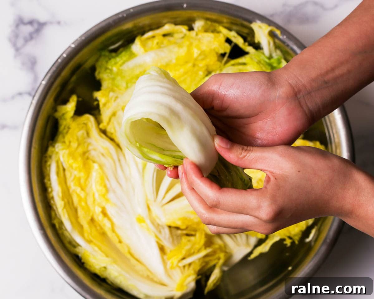 Napa Cabbage Kimchi Recipe: Authentic Homemade Kimchi Guide 17 Showing the napa cabbage salted.