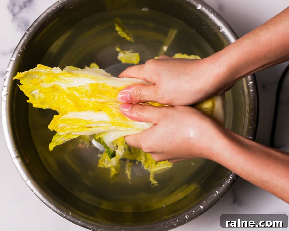 Napa Cabbage Kimchi Recipe: Authentic Homemade Kimchi Guide 24 Squeezing the salted and rinsed napa cabbage.