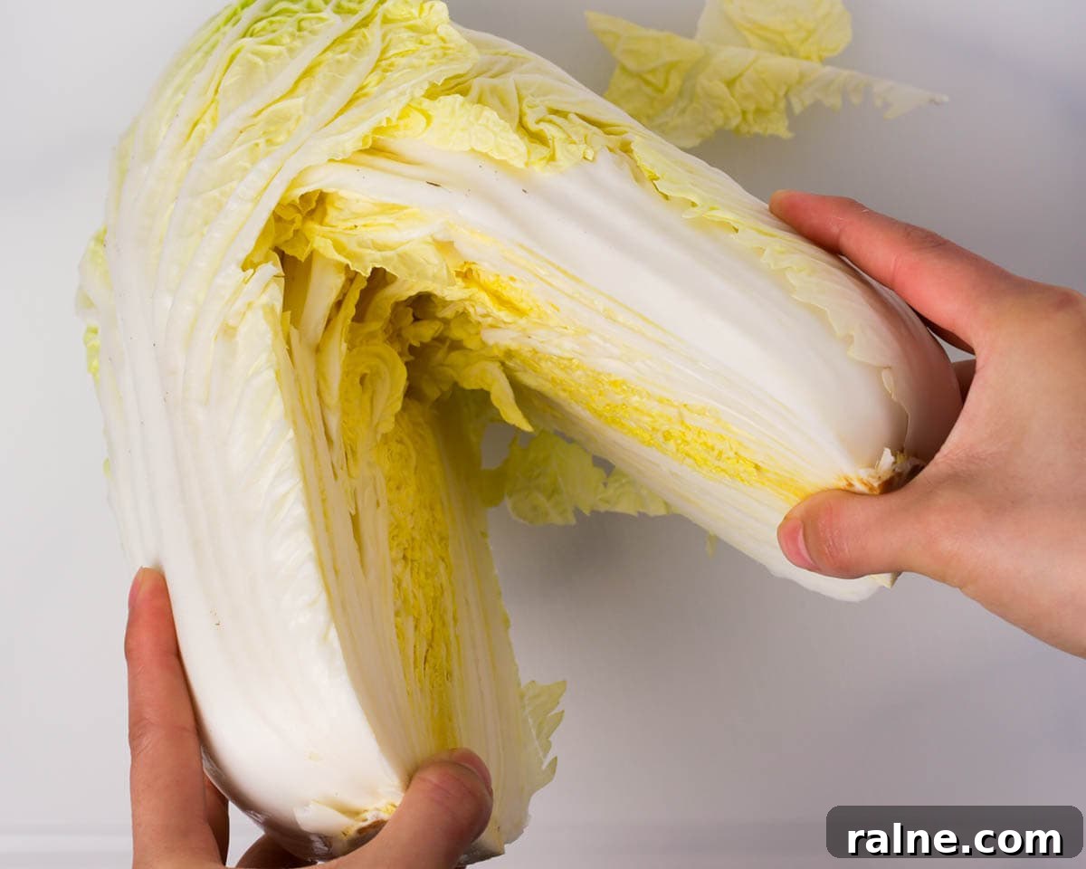 Napa Cabbage Kimchi Recipe: Authentic Homemade Kimchi Guide 10 Ripping the napa cabbage in half by hand.