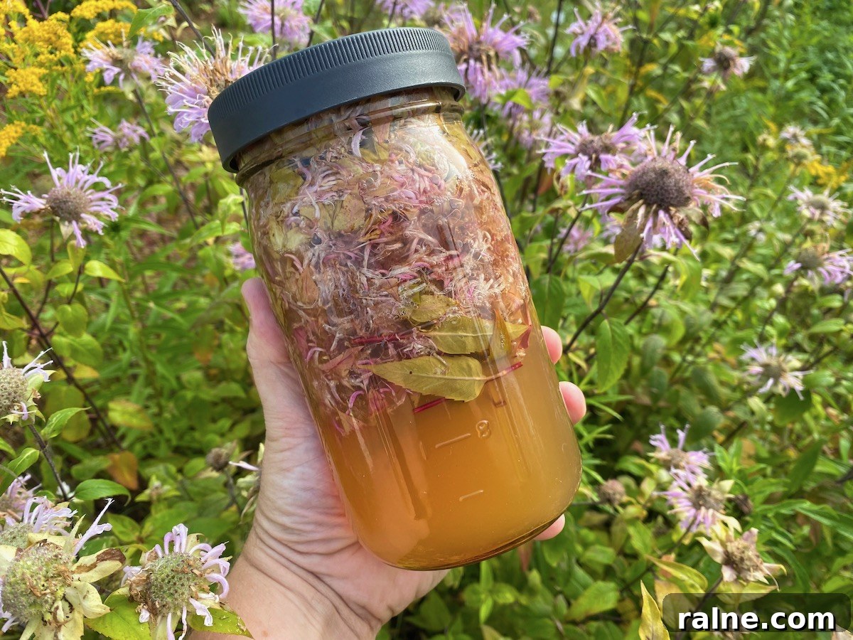 Bee Balm Oxymel: How to Make and Use Monarda Herbal Vinegar 2 Bee Balm Oxymel