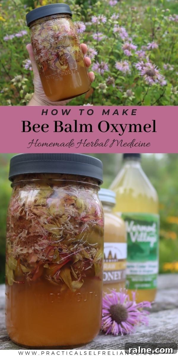 Bee Balm Oxymel: How to Make and Use Monarda Herbal Vinegar 10 How to Make Bee Balm Oxymel