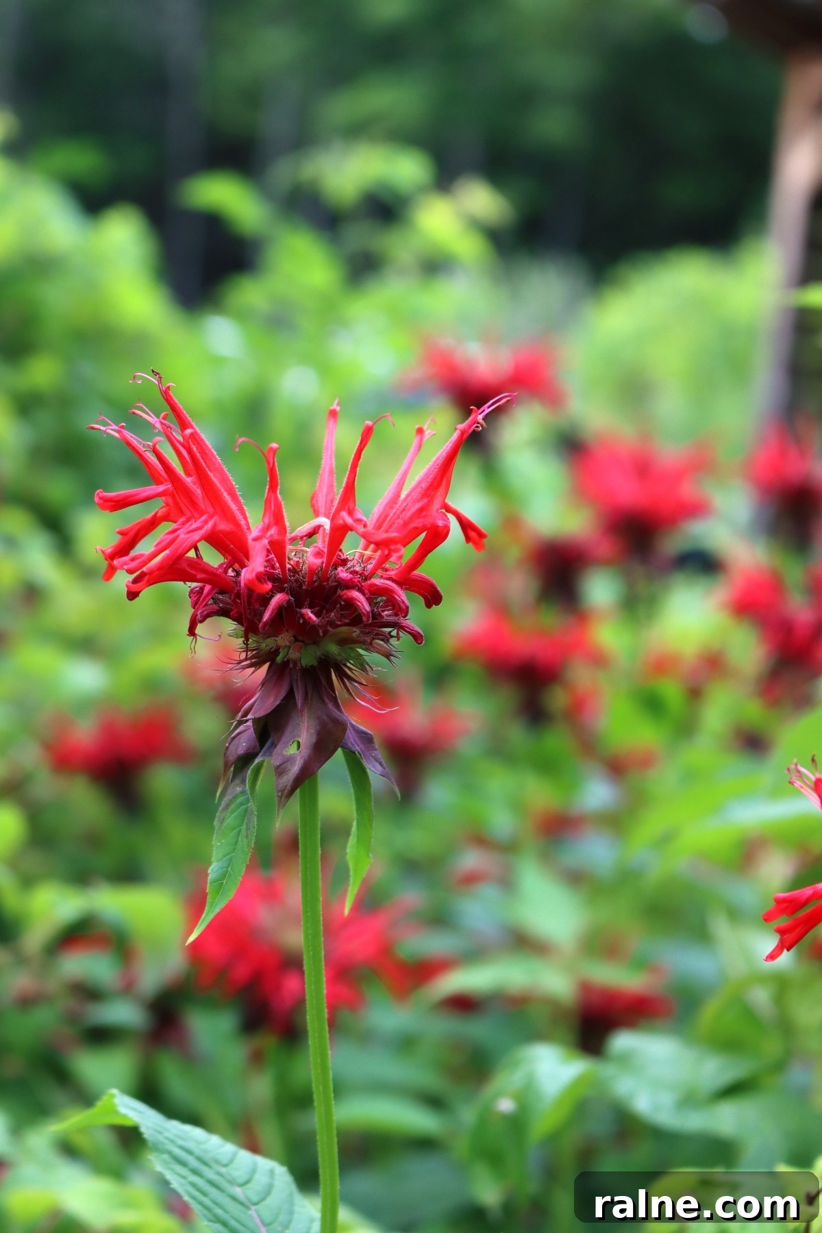 Bee Balm Oxymel: How to Make and Use Monarda Herbal Vinegar 4 Bee Balm Flowers