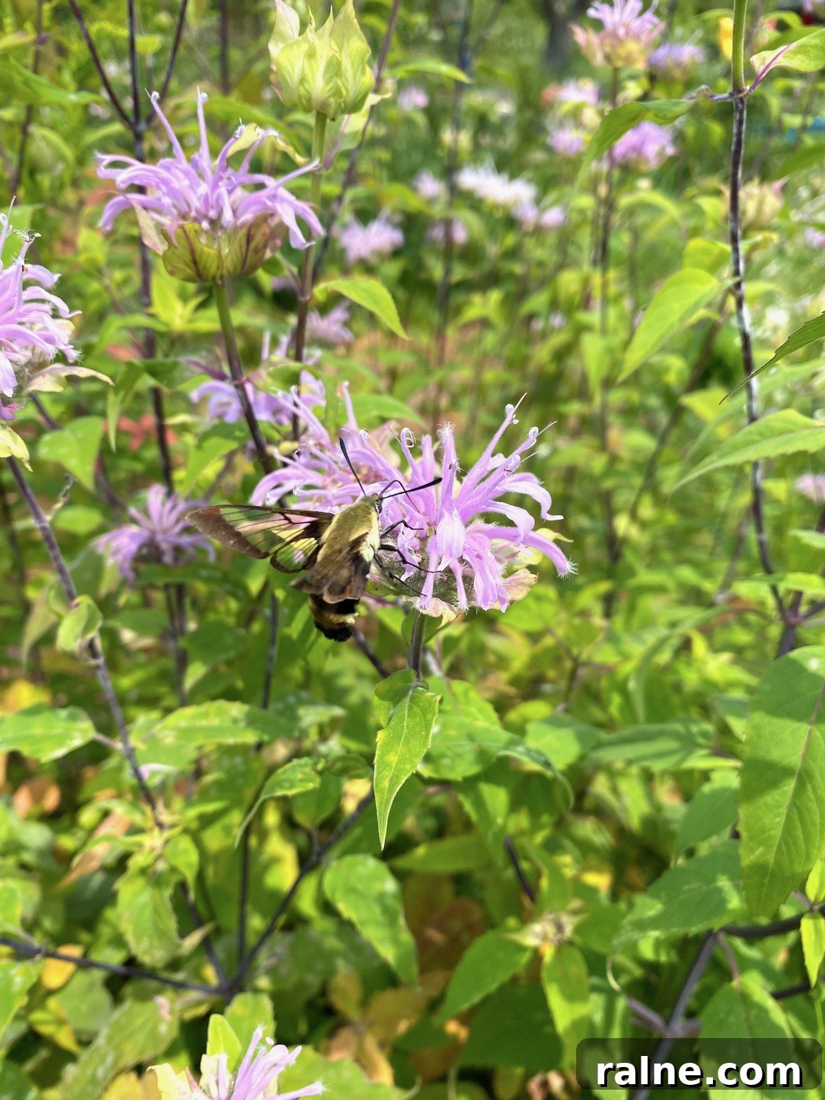 Bee Balm Oxymel: How to Make and Use Monarda Herbal Vinegar 5 Bee Balm and Hummingbird Mimic