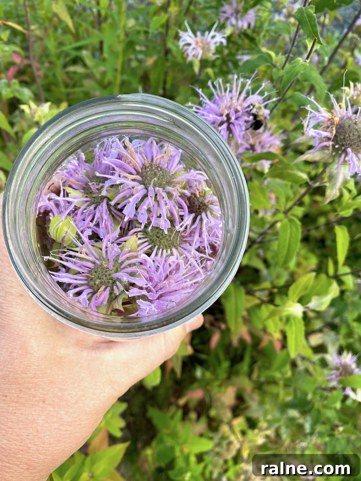 Bee Balm Oxymel: How to Make and Use Monarda Herbal Vinegar 6 Harvesting Bee Balm
