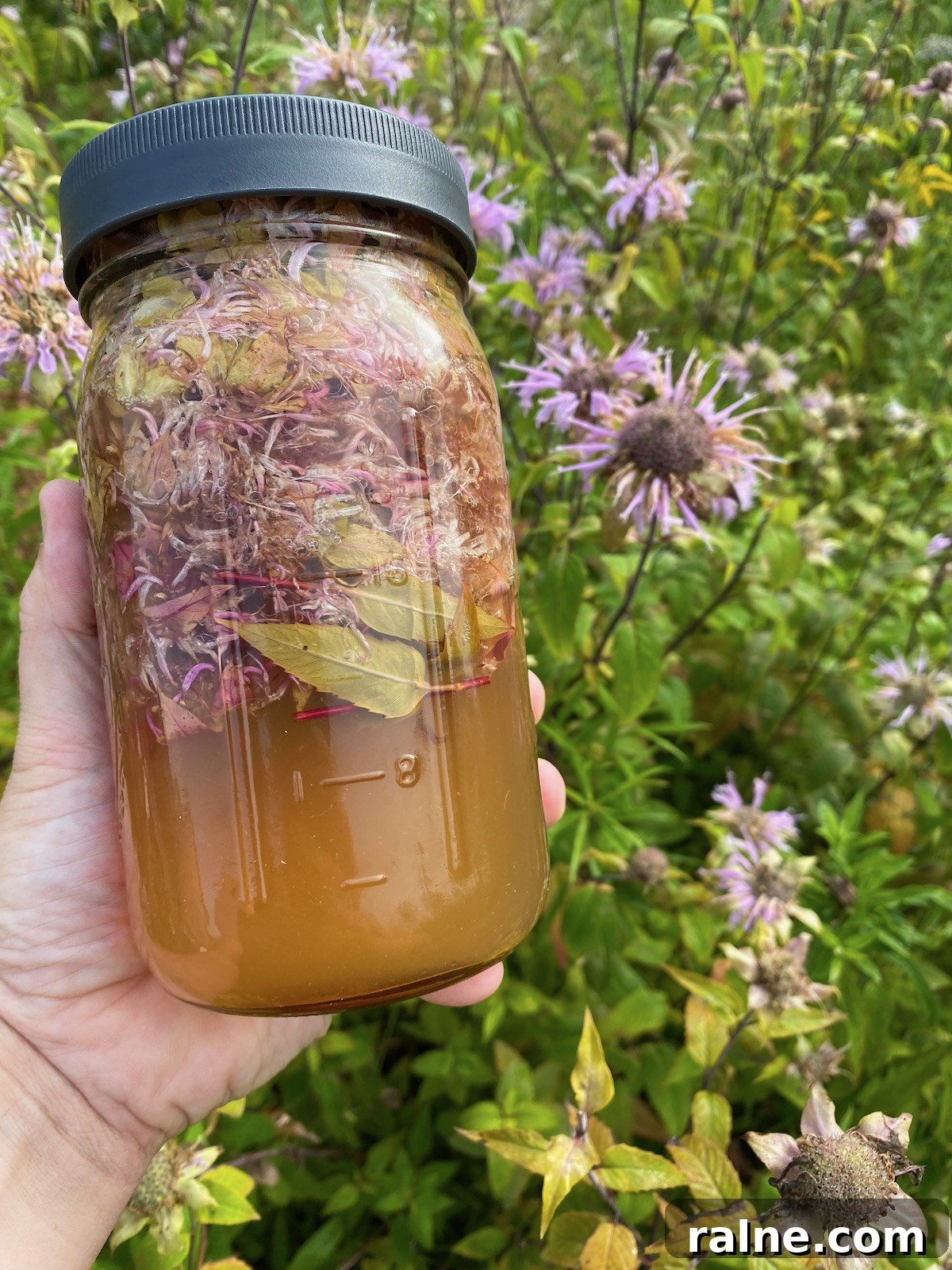 Bee Balm Oxymel: How to Make and Use Monarda Herbal Vinegar 7 Bee Balm Oxymel