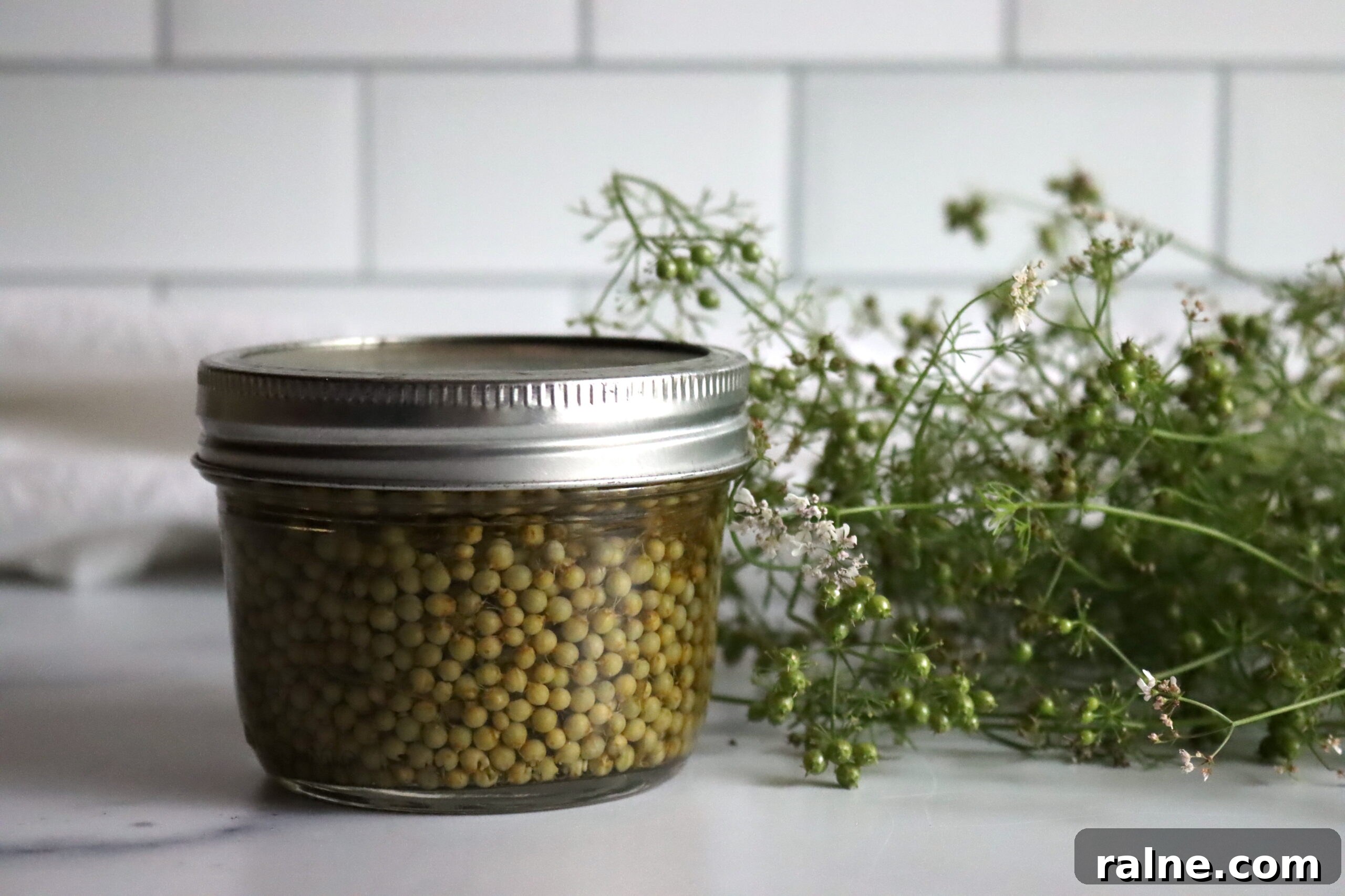 Pickled Green Cillantro Seed