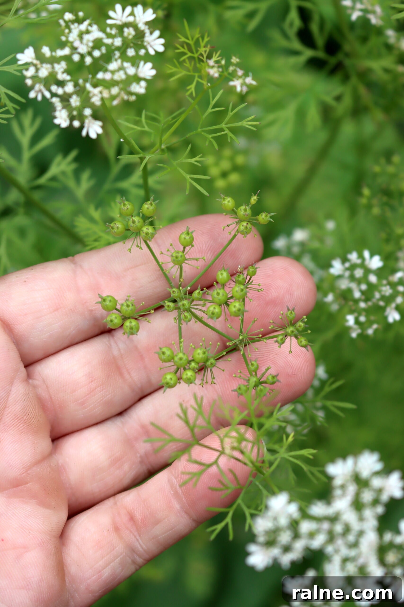 Green Cillantro Seed