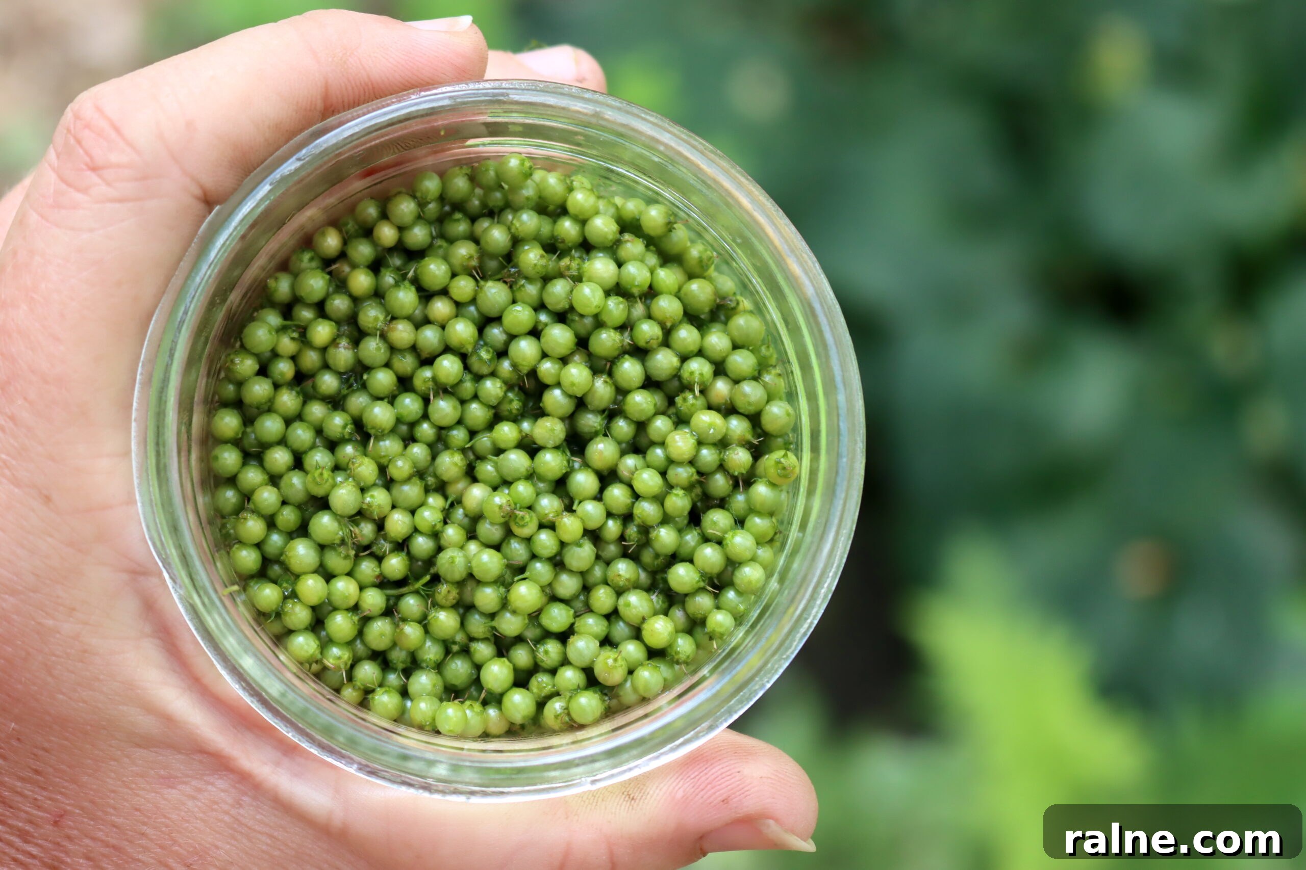 Harvesting Green Cillantro Seed