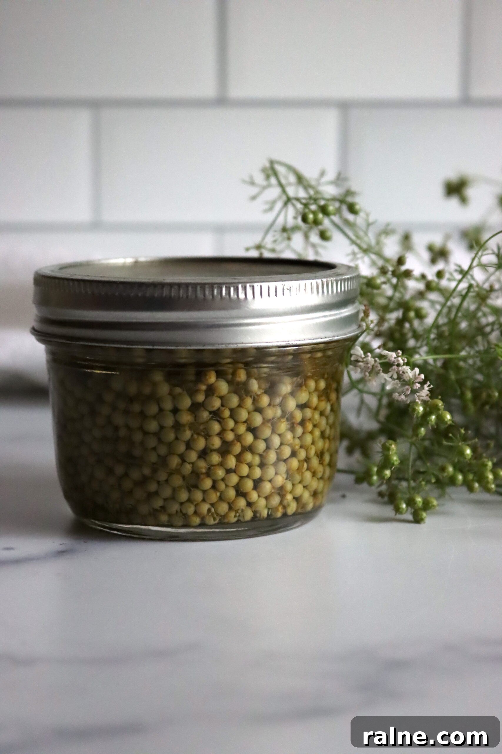 Pickled Green Cilantro Seed Recipe