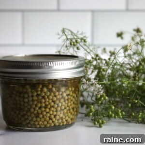 Pickled Green Cillantro Seed