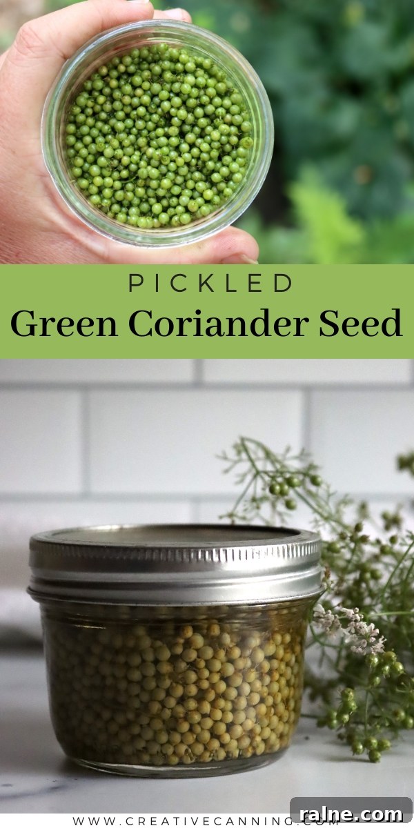 Pickling Green Coriander Seed