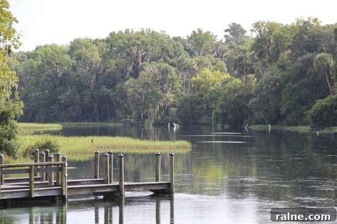 Top Winter Activities in Ocala & Marion County You Can’t Miss 2 A close up of a pond with a dock.