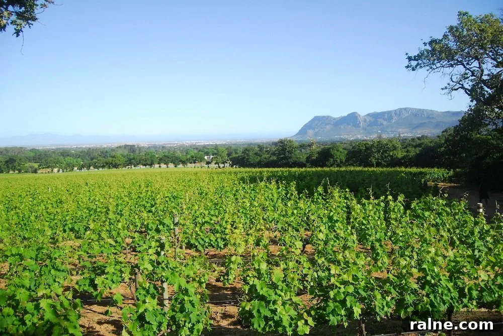 Discover Groot Constantia: Wine Tours & History in Cape Town 12 A Duck's Oven: Groot Constantia Wine Estate in Cape Town, South Africa
