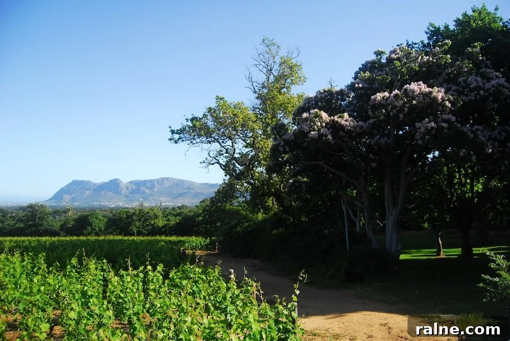 Discover Groot Constantia: Wine Tours & History in Cape Town 13 A Duck's Oven: Groot Constantia Wine Estate in Cape Town, South Africa