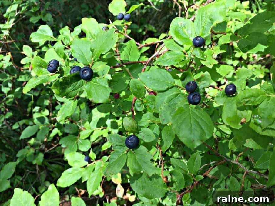Huckleberry Lemonade Recipe: Refreshing Summer Drink with Fresh Berries 3 Wild Huckleberries growing on a bush.